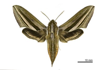 雙線條紋天蛾 Theretra oldenlandiae oldenlandiae 雄蟲