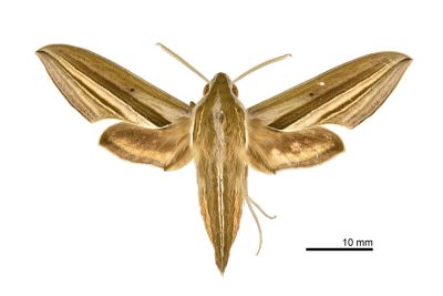 雙線條紋天蛾 Theretra oldenlandiae oldenlandiae 雄蟲