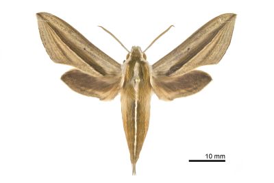條紋天蛾 Theretra silhetensis silhetensis 雄蟲