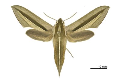條紋天蛾 Theretra silhetensis silhetensis 雄蟲