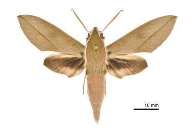 藏斜紋天蛾 Theretra tibetiana 雄蟲