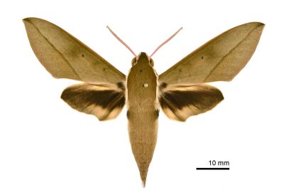 藏斜紋天蛾 Theretra tibetiana 雄蟲