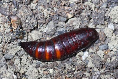 大透翅天蛾 Cephonodes hylas