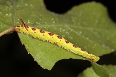 楓天蛾 Cypoides chinensis