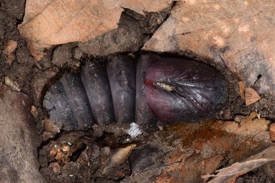 鋸翅天蛾 Langia zenzeroides formosana