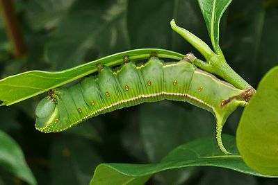 大透翅天蛾 Cephonodes hylas
