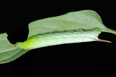 黃斑長喙天蛾 Macroglossum pyrrhosticta