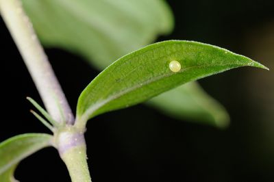 灰紋長喙天蛾 Macroglossum neotroglodytus