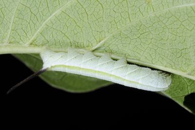 三角凹緣天蛾 Neogurelca himachala sangaica