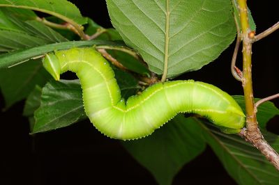 鋸翅天蛾 Langia zenzeroides formosana