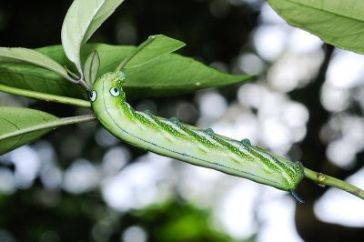 雙斑白肩天蛾 Rhagastis binoculata