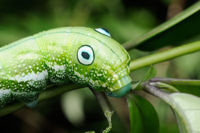 雙斑白肩天蛾 Rhagastis binoculata