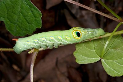 斜綠天蛾 Pergesa acteus