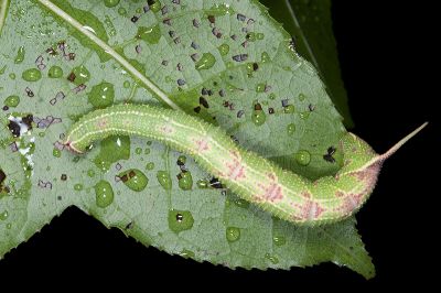 楓天蛾 Cypoides chinensis