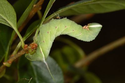 白星天蛾 Dolbina inexacta