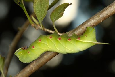 白星天蛾 Dolbina inexacta