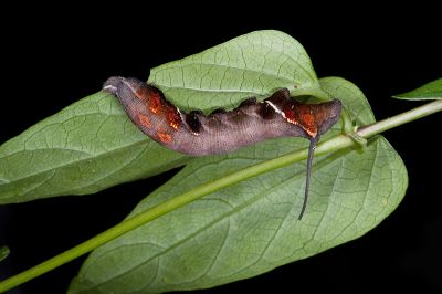 三角凹緣天蛾 Neogurelca himachala sangaica