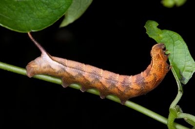 小斜帶長喙天蛾 Macroglossum ungues cheni