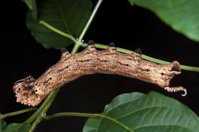 人面天蛾 Acherontia lachesis