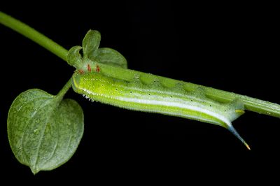 青背長喙天蛾 Macroglossum bombylans