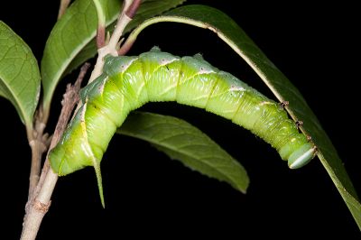 白星天蛾 Dolbina inexacta