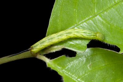 帶長喙天蛾 Macroglossum poecilum
