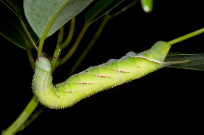 直翅六點天蛾 Marumba cristata bukaiana