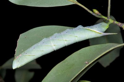 直翅六點天蛾 Marumba cristata bukaiana
