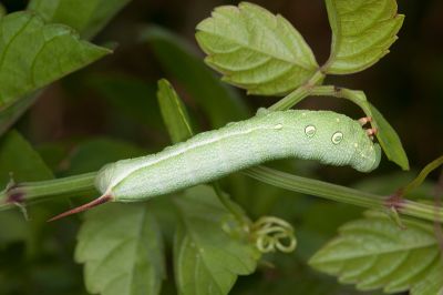 日本斜紋天蛾 Theretra japonica