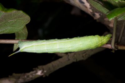 黃斑長喙天蛾 Macroglossum pyrrhosticta