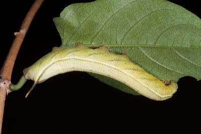 黃斑長喙天蛾 Macroglossum pyrrhosticta