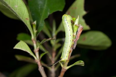 大透翅天蛾 Cephonodes hylas