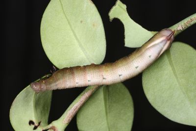 膝帶長喙天蛾 Macroglossum sitiene