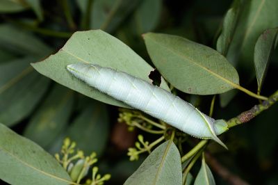 直翅六點天蛾 Marumba cristata bukaiana
