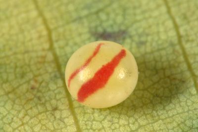 直翅六點天蛾 Marumba cristata bukaiana