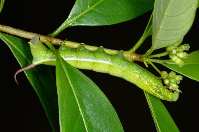 平帶長喙天蛾 Macroglossum corythus corythus