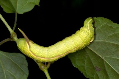 半緣缺角天蛾 Acosmeryx castanea