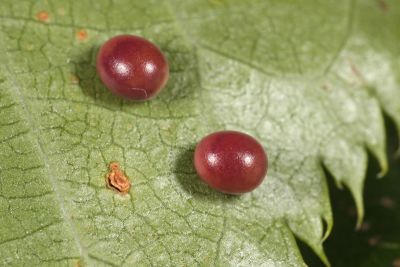 鋸翅天蛾 Langia zenzeroides formosana