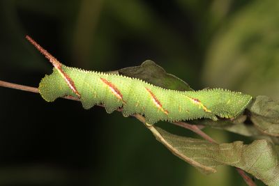 榆綠天蛾 Callambulyx tatarinovii formosana