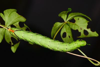 白薯天蛾 Agrius convolvuli