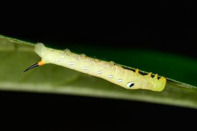 斜綠天蛾 Pergesa acteus