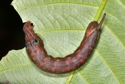 棕綠背線天蛾 Cechetra lineosa