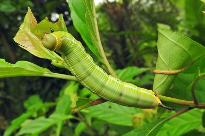 大透翅天蛾 Cephonodes hylas