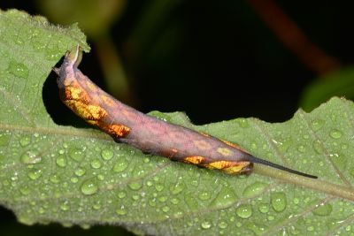 三角凹緣天蛾 Neogurelca himachala sangaica