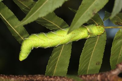 盾天蛾 Phyllosphingia dissimilis dissimilis