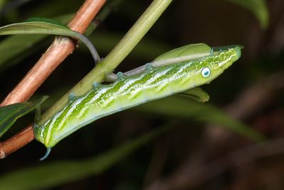 雙斑白肩天蛾 Rhagastis binoculata