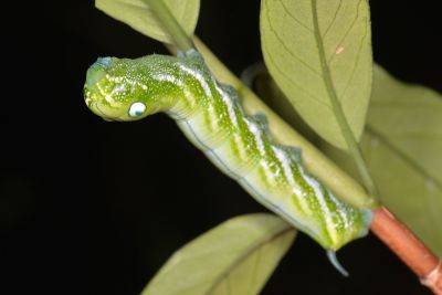 雙斑白肩天蛾 Rhagastis binoculata