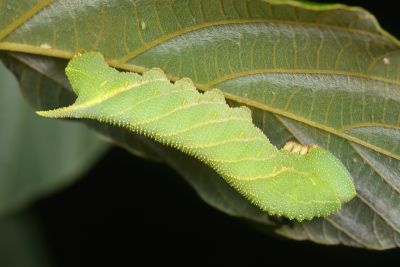 豆天蛾 Clanis bilineata formosana