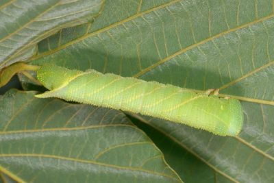豆天蛾 Clanis bilineata formosana