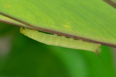 條紋天蛾 Theretra silhetensis silhetensis